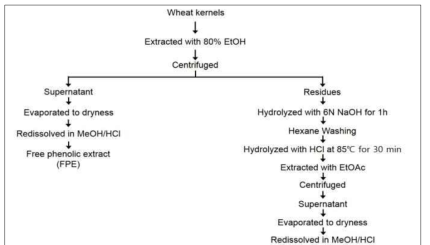 Pheolic extract (free and bound) 추출 과정