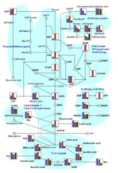 Pathway map(Central carbon metabolism) in HMT standard metabolites, detected metabolites in this study are plotted on the pathway map