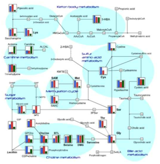 Pathway map(Lipid and amino acid metabolism) in HMT standard metabolites, detected metabolites in this study are plotted on the pathway map