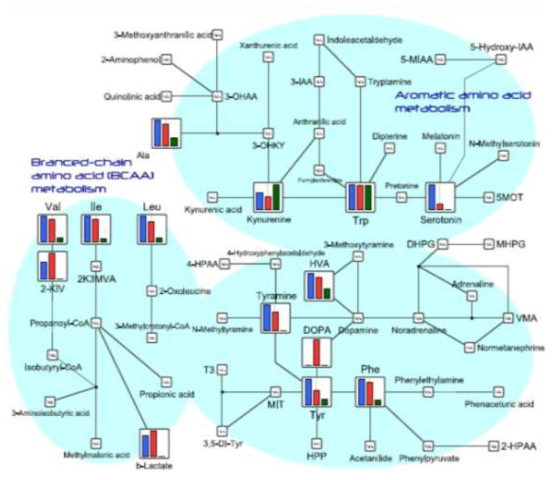 Pathway map(Branched chain and aromatic amino acids) in HMT standard metabolites, detected metabolites in this study are plotted on the pathway map