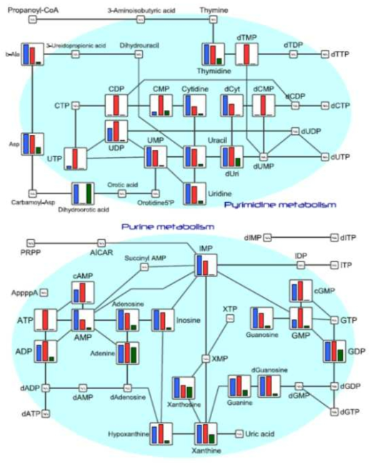 Pathway map(Nucleotide metabolism) in HMT standard metabolites, detected metabolites in this study are plotted on the pathway map