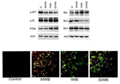 정상수확밀 및 청밀 bran 추출물의 HT-29 세포에서의 apoptosis induction