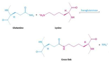 Transglutaminase를 이용한 단백질의 Cross-Linking 메커니즘
