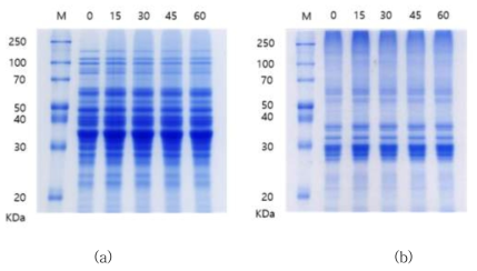 오존가스 처리 시간에 따른 밀가루 단백질의 SDS-PAGE pattern ((a) reduced