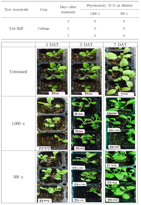 유묘 배추에 대한 콜킬의 약효 조사