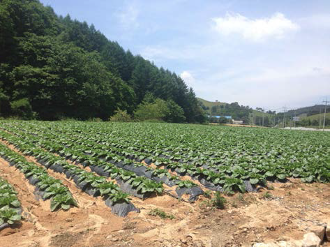 강원지역 노지 배추