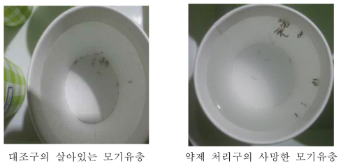 흰줄숲모기 3령충에 대한 디프킬 약효 검증 결과