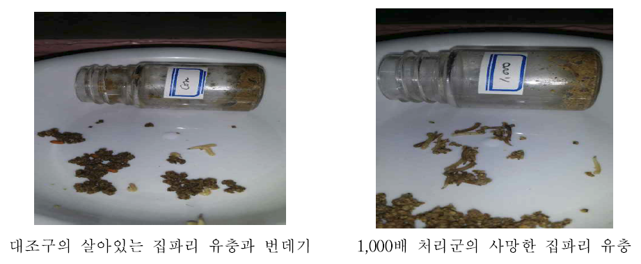 집파리 2령충에 대한 디프킬 실내 검증 결과