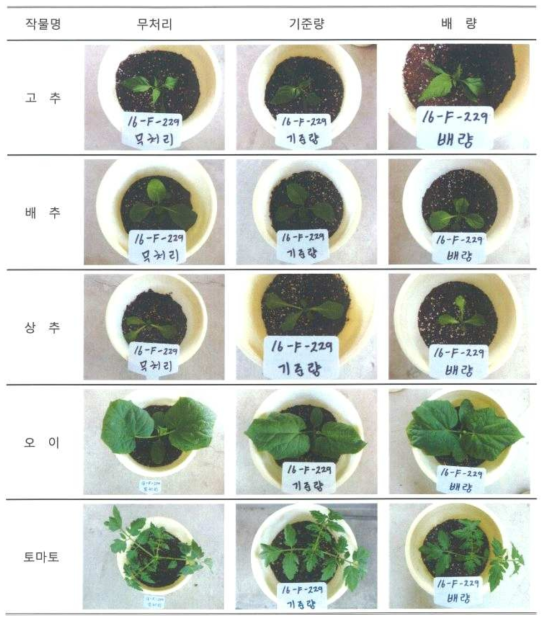 시제품(디프킬)의 주요 5작물에 대한 약해 시험 결과