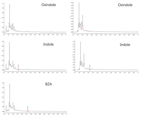 Xn(좌)과 Ptt(우) 배앵액에서 검출된 oxindole, indole, BZA