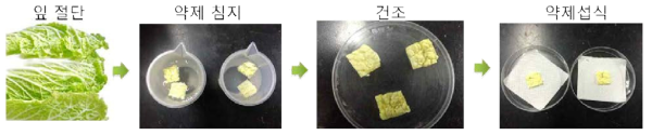 배추잎을 이용한 BtPlus의 생물검정