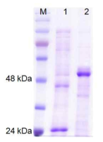 pGEX 벡터시스템을 이용하여 발현된 SeCR 단백질의 분리 후 사진
