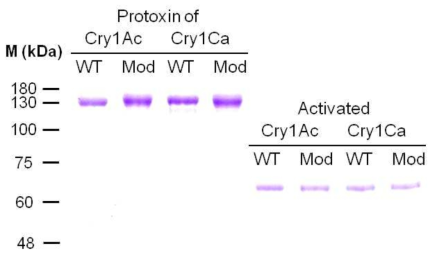 10% SDS-PAGE에서 비활성형과 활성형의 wild type 및 modified 비티내독소 단백질