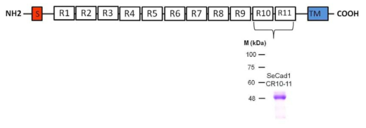 10% SDS-PAGE에서 SeCad1 CR10-11 단백질과 파밤나방의 캐드헤린 단백질의 도메인 구조