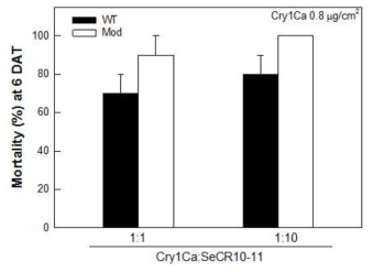 Wild type (Wt)와 Modified (Mod) Cry1Ca 내독소단백질과 SeCad1 CR10-11 단백질 대한 파밤 나방 3령 유충의 살충력 조사