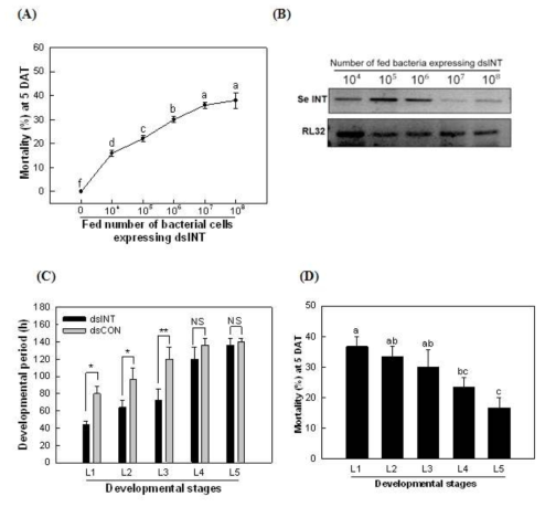 Insecticidal activity of a transformed E. coli expressing dsRNA (‘dsINT’) specific to an integrin β subunit fragment