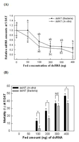 Comparison of two types of dsRNAs prepared by in vitro transcription or by the recombinant bacteria in RNA interference efficacy. dsRNA of in vitro transcription was orally fed. In dsRNA produced by the bacteria, the recombinant bacteria were orally applied.