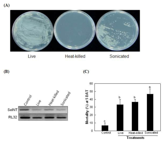 Pretreatment effect of dsINT-expressing E. coli on its insecticidal activity.