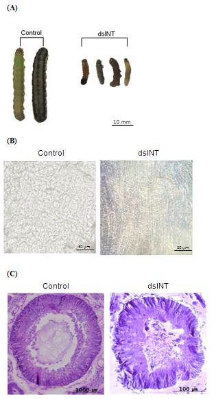 Effect of dsINT-expressing E. coli on development of S. exigua and on the midgut epithelium.