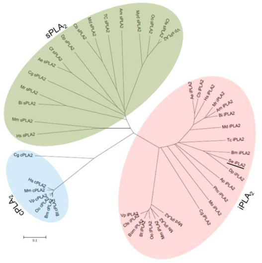 파밤나방 유래의 iPLA2와 다른 생물종간의 PLA2 유전자의 상동성 비교를 통한 유전자 계통도
