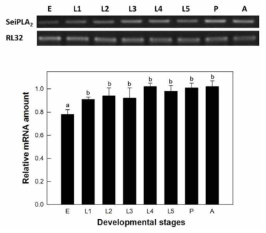 파밤나방의 발육시기별 SeiPLA2 유전자의 발현패턴 분석