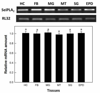 파밤나방의 조직별 SeiPLA2 유전자의 발현패턴 분석