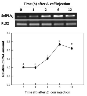 대장균 접종 후 시간대별 파밤나방의 SeiPLA2 유전자의 발현패턴 변화