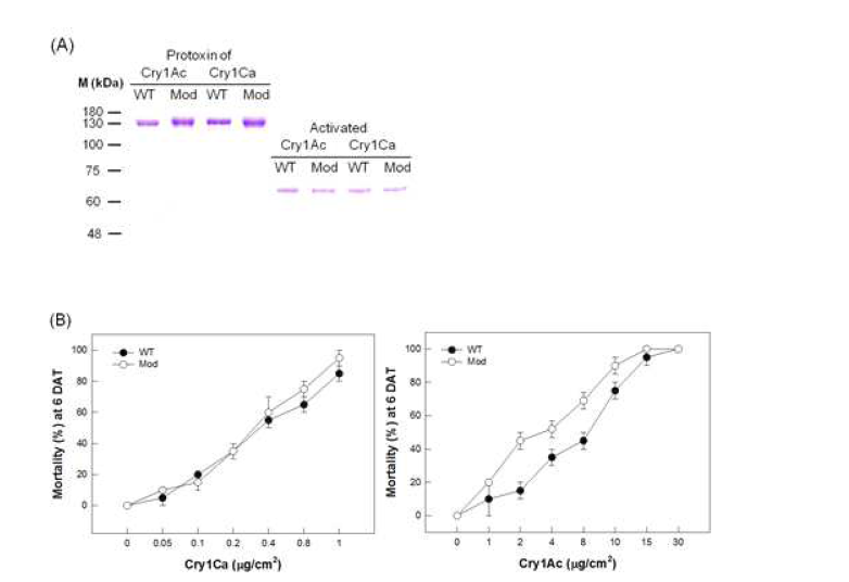 Differential toxicities of two Cry toxins and change in their toxicities after N terminal cleavage (“activation”). (A) SDS-PAGE of Cry toxins (B) Bioassay of toxins.