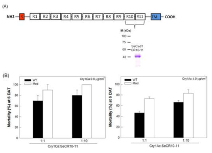 Difference in synergistic toxicity of cadherin repeat (CR) addition to different Cry toxins against S. exigua under SeCad1 RNAi.