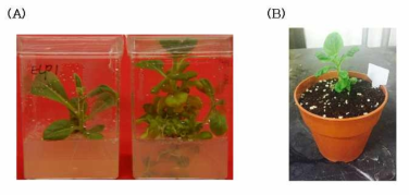 Transgenic tobacco expressing CpBV-ELP1. (A) Callos formation (B) T0 plant on pot