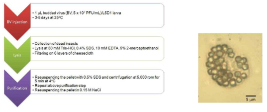 Mass production of recombinant vaculovirus, AcMNPV-ELP1, in one day old fifth instar larvae (