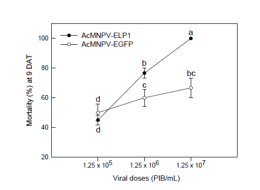 Leaf-dipping assay of AcMNPV-ELP1 toxicity against fifth instar larvae of S. exigua. AcMNPV-EGFP was used as a control viral treatment.