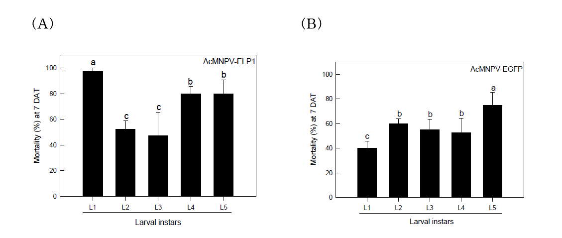 Variation in control efficacy of AcMNPV-ELP1 against different larval instar of S. exigua.