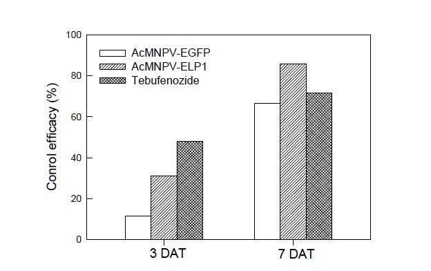 Pot assay to test the control efficacy of AcMNPV-ELP1 against S. exigua infesting Chinese cabbage.