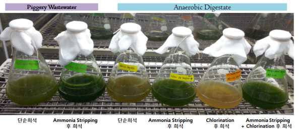 영양염류가 제거된 가축분뇨 및 혐기소화액을 배양배지로 이용한 Chlorella vulgaris의 생장 사진