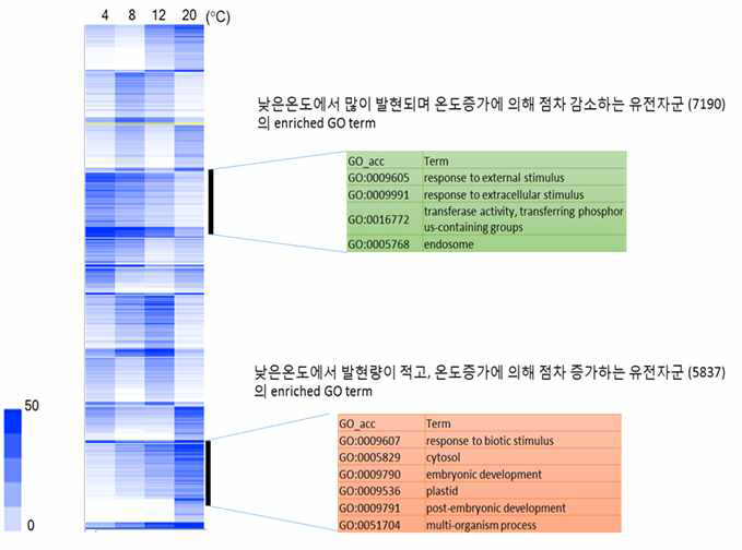 ArF0024의 유전자들 중 온도에 의해 발현 차이가 있는 그룹들에 대한 Clustering 분석