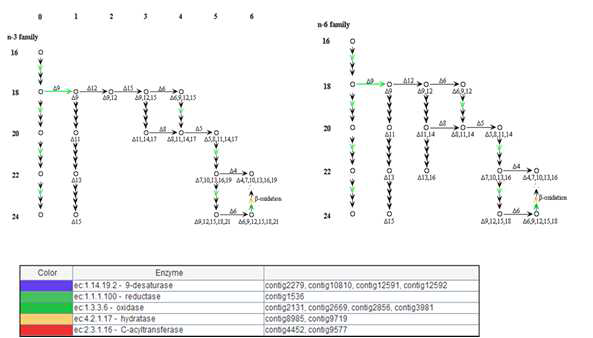 ArM0029C에서 불포화 지방산의 합성에 관련된 유전자에 대한 KEGG pathway