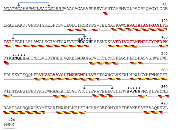 AChFAD6의 단백질 2차구조 분석. 직선, beta-helix; 나선, alpha-helix; 파란 구획, 생체막 내 위치한 아미노산 서열 부분; *, His-rich domain