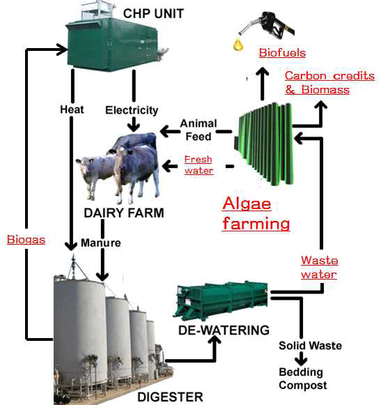 유기성폐자원 및 미세조류를 이용한 재생에너지 및 유용물질 생산의 흐름