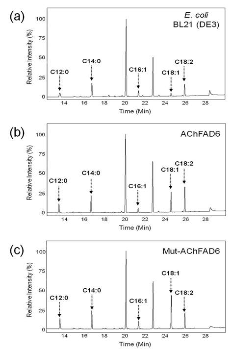 AChFAD6이 발현된 대장균에 대한 지방산 조성 및 함량의 gas-chromatography를 사용한 정 량분석 결과