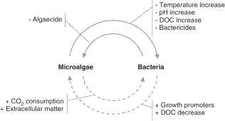 미세조류와 박테리아 사이의 상호작용