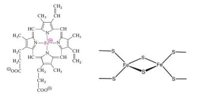 haemoprotein과 Fe-S protein의 구조