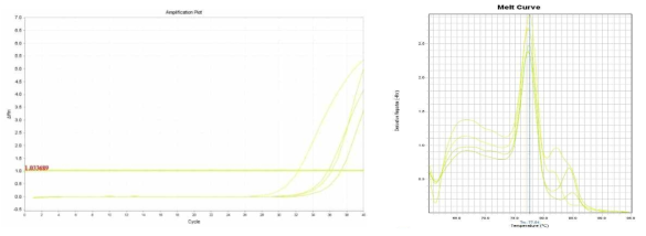 Amplification plot and melt curve for L. monocytogenes in sprout.