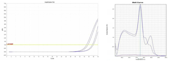 Amplification plot and melt curve for L. monocytogenes in sprout with I.