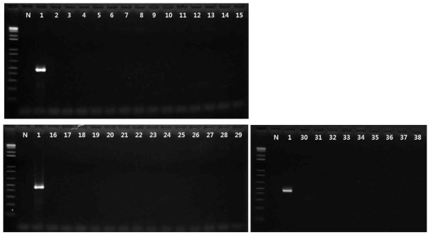 Listeria monocytogenes 프라이머의 exclusivity test