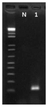 Campylobacter jejuni 프라이머의 inclusivity test