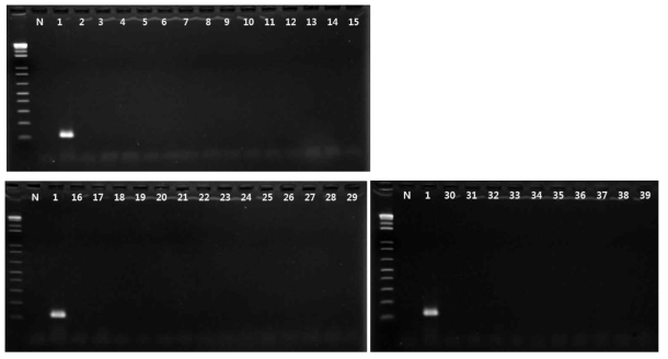 Campylobacter jejuni 프라이머의 exclusivity test