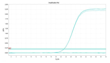 EHEC verotoxin2(VT2)의 amplification plot 확인