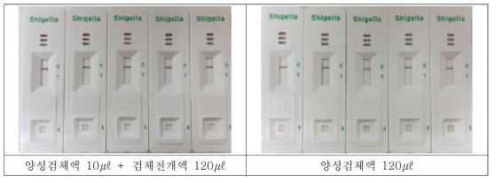 Shigella의 검체전개액 및 배양액으로 감도 테스트