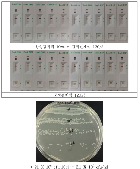 E. coli 양성검체의 검체전개액 및 배양액 감도 비교 및 한계검출 테스트